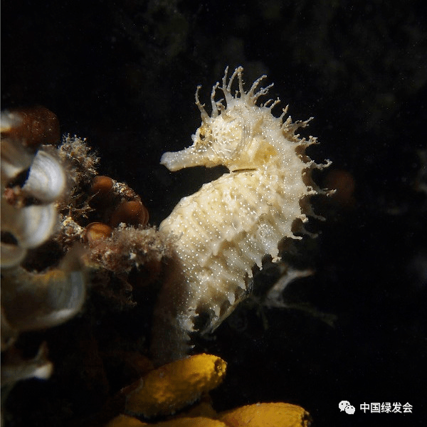 CITES对活体海洋鱼类贸易产生<strong></p>
<p>国际贸易交易</strong>了显著的影响：海马的开创性案例