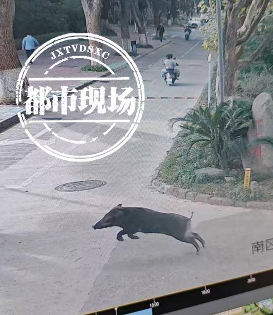 江西一高校惊现野猪<strong></p>
<p>证券之星</strong>，最后在食堂被成功抓获