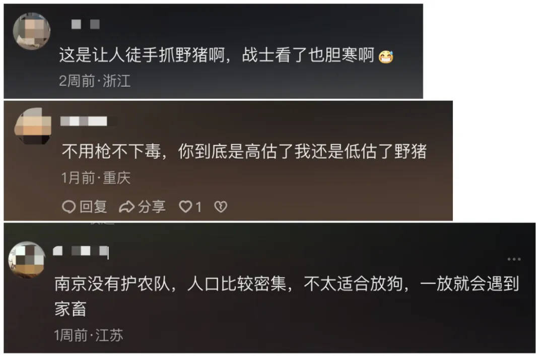 91.5万元打300头野猪<strong></p>
<p>证券之星</strong>，南京一企业中标后弃标，知情人：人手不够