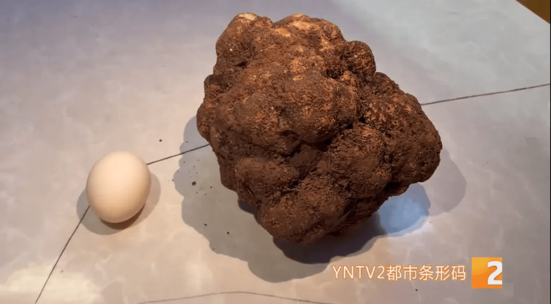 昆明一村民挖到1.7公斤超大松露<strong></p>
<p>证券公司工作</strong>！“看都看不够”
