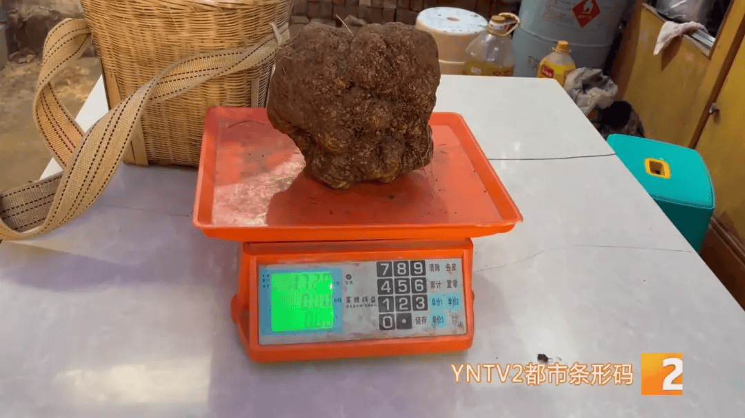 昆明一村民挖到1.7公斤超大松露<strong></p>
<p>证券公司工作</strong>！“看都看不够”