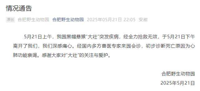 网红猴“大壮”突然离世<strong></p>
<p>十大证券</strong>！曾因方脸“丑”出圈