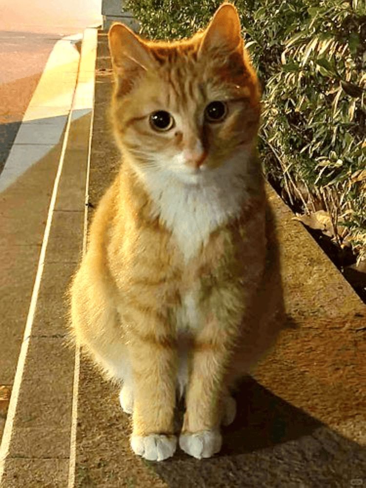 南京大学校庆日“校猫”被钢珠打碎头骨？校保卫处：看了一夜监控<strong></p>
<p>十大证券</strong>，暂未锁定嫌疑人
