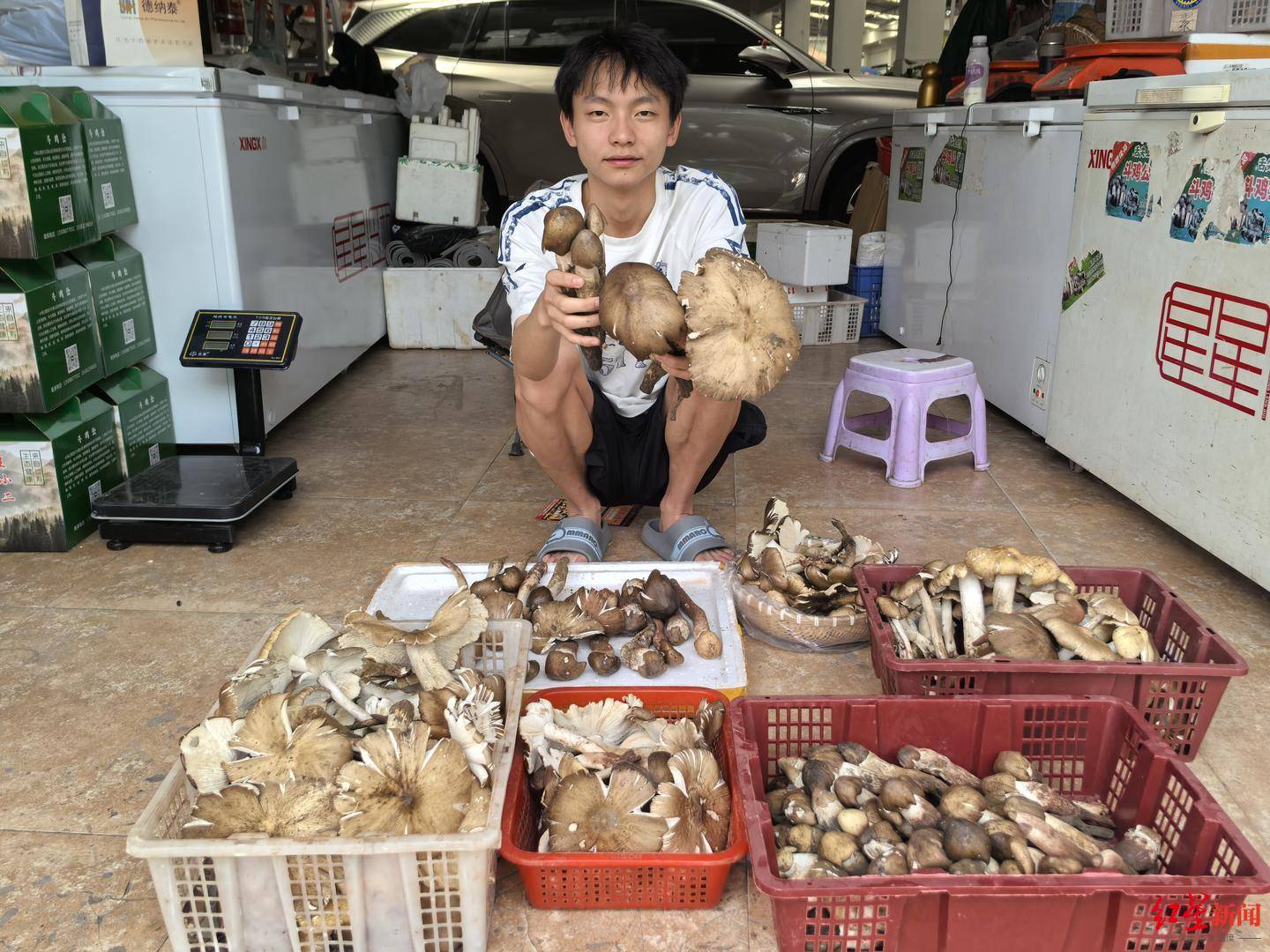 “天价”鸡枞调查：最贵卖到1800元/公斤！雨水少致产量低<strong></p>
<p>证券事务代表</strong>，多地价高客少