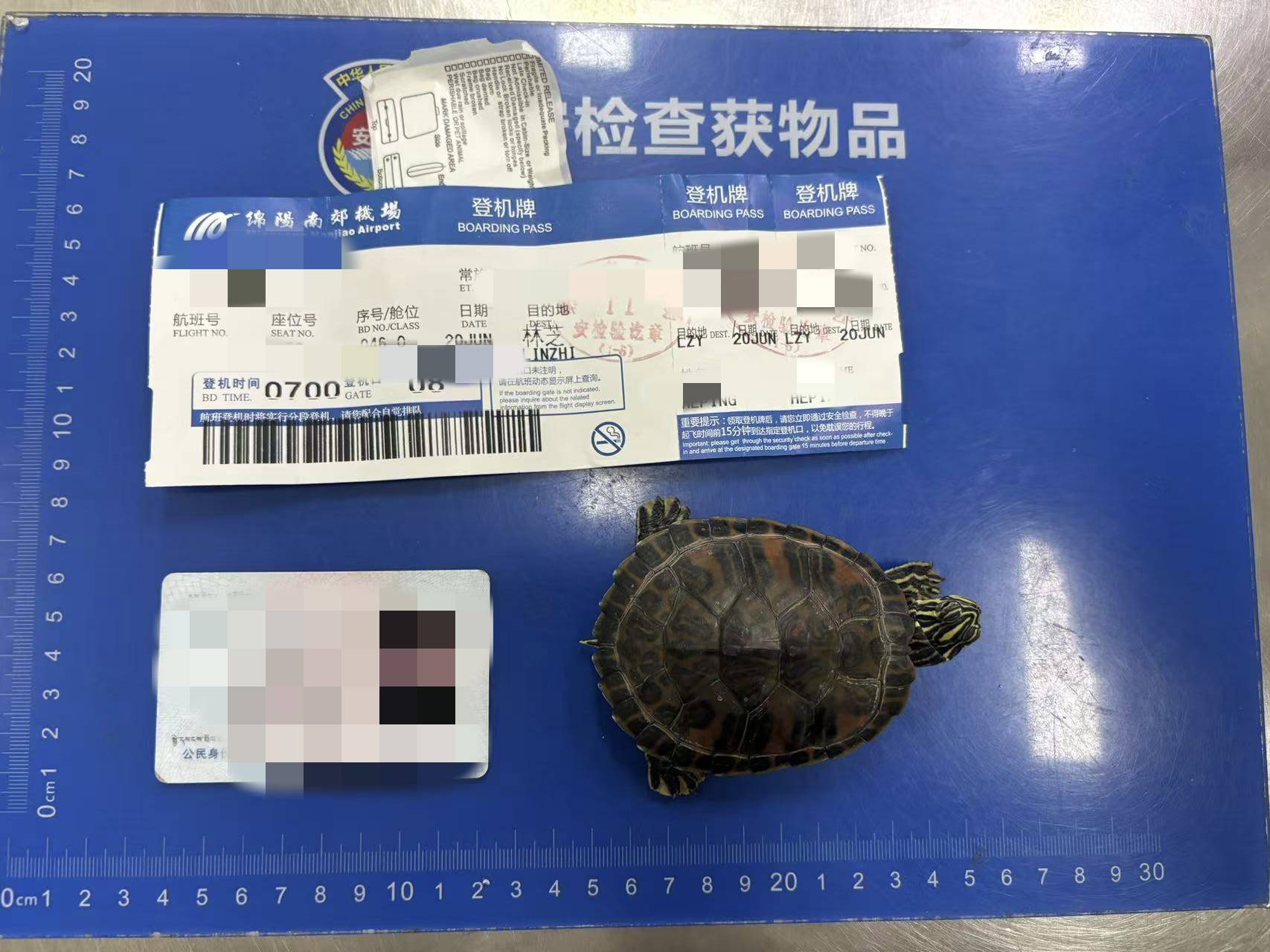 女子将宠物乌龟藏在蝴蝶结盘发内<strong></p>
<p>四川证券</strong>，过安检乘飞机时被查 警方：批评教育