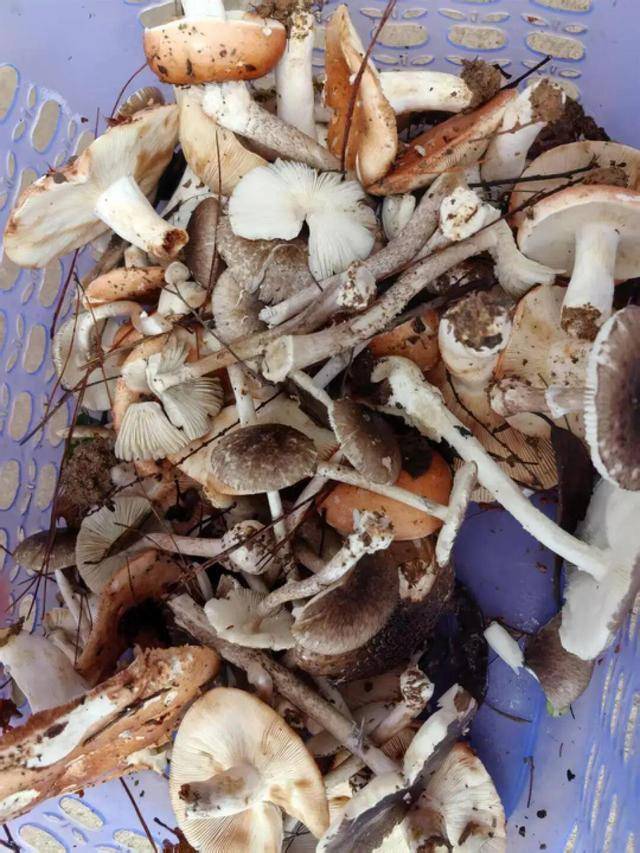 湖南一家6口误食毒蘑菇<strong></p>
<p>手机证券开户</strong>，5岁男童不幸去世